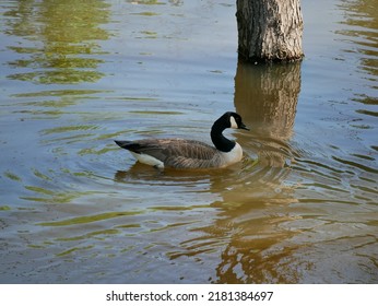 The Canada Goose Is One Of The Largest Members Of The Waterfowl Family. The Subspecies That Breeds In Indiana Is The Giant Canada Goose. These Geese Were Common Birds Throughout The Midwest.