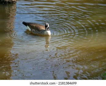 The Canada Goose Is One Of The Largest Members Of The Waterfowl Family. The Subspecies That Breeds In Indiana Is The Giant Canada Goose. These Geese Were Common Birds Throughout The Midwest.