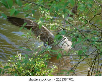 The Canada Goose Is One Of The Largest Members Of The Waterfowl Family. The Subspecies That Breeds In Indiana Is The Giant Canada Goose. These Geese Were Common Birds Throughout The Midwest.