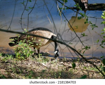 The Canada Goose Is One Of The Largest Members Of The Waterfowl Family. The Subspecies That Breeds In Indiana Is The Giant Canada Goose. These Geese Were Common Birds Throughout The Midwest.