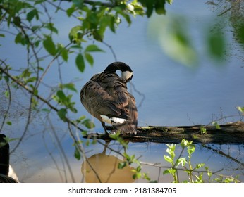 The Canada Goose Is One Of The Largest Members Of The Waterfowl Family. The Subspecies That Breeds In Indiana Is The Giant Canada Goose. These Geese Were Common Birds Throughout The Midwest.