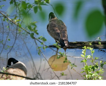 The Canada Goose Is One Of The Largest Members Of The Waterfowl Family. The Subspecies That Breeds In Indiana Is The Giant Canada Goose. These Geese Were Common Birds Throughout The Midwest.