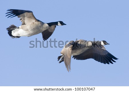 Canada Goose Pair