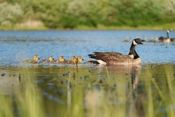 Canada Goose Parent Taking Care Of Their Goslings, And Feeding At Lakeside.