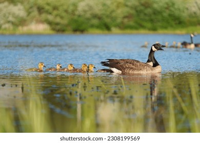 Canada goose parent taking care of their goslings, and feeding at lakeside.