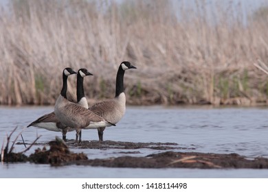 where to buy canada goose in quebec