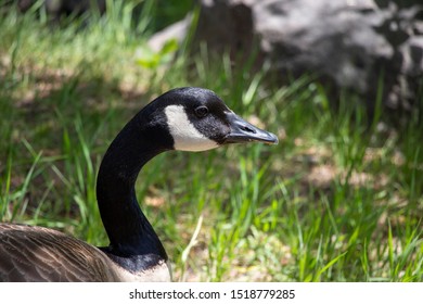 Canada Goose, Red River Zoo, Fargo, North Dakota