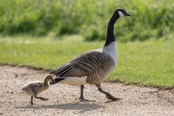Canada Goose Showing Her Little Fluffy Gosling The Way To Go