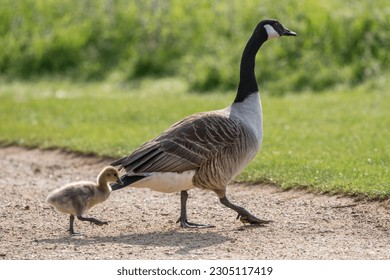 Canada goose showing her little fluffy gosling the way to go