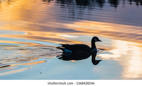 Canada Goose Silhouette At Sunset