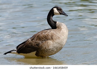 Canada Goose Standing In The Assiniboine River