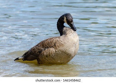 Canada Goose Standing In The Assiniboine River