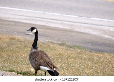 加拿大雁high Res Stock Images Shutterstock