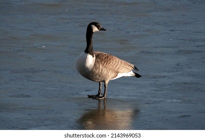 A Canada Goose Standing On The Frozen Surface Of A Lake In Winter And Looking Round To The Rear.