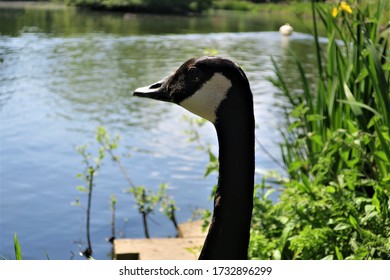 A Canada Goose stands by a pond in the English springtime