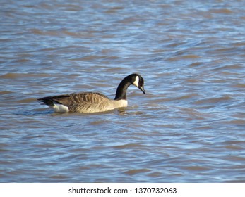 hudsons bay canada goose