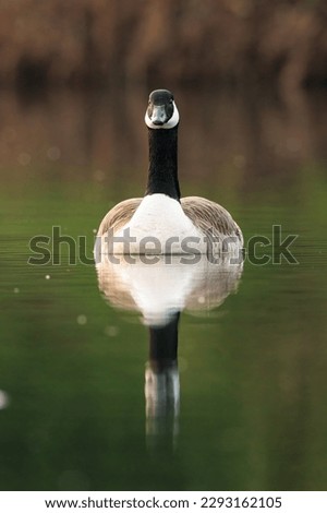 Canada goose swimming on a sunny day