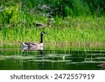 A Canada goose swims on a Wisconsin lake.