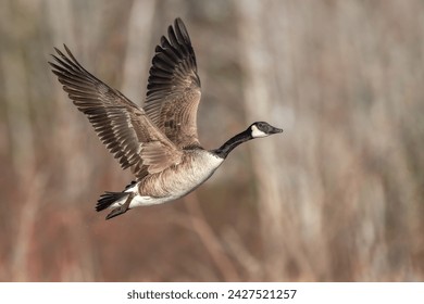 Canada Goose taking off flying with blurred brown background wings up