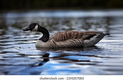 Canada goose telephoto shot of it in a lake in Norway with dripping water of its beak - Shutterstock ID 2193357003