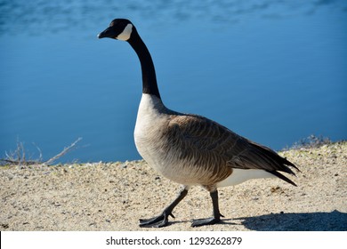 A Canada goose waddles near the water’s edge, making sure to honk incessantly at me as he walked on by. Location: Bolsa Chica Ecological Reserve in Huntington Beach, CA.