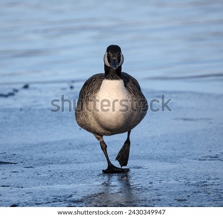 canada goose walking on ice in a prospect park lake during winter (bird on pond frozen water icy floe) blue