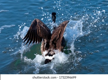 Canada Goose Water Landing In Newport Beach Back Bay In California