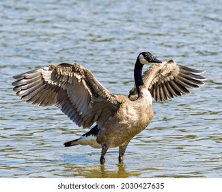 Canada Goose in the water with spread wings in its environment and habitat surrounding with a blur water background. Drying wings. - Powered by Shutterstock