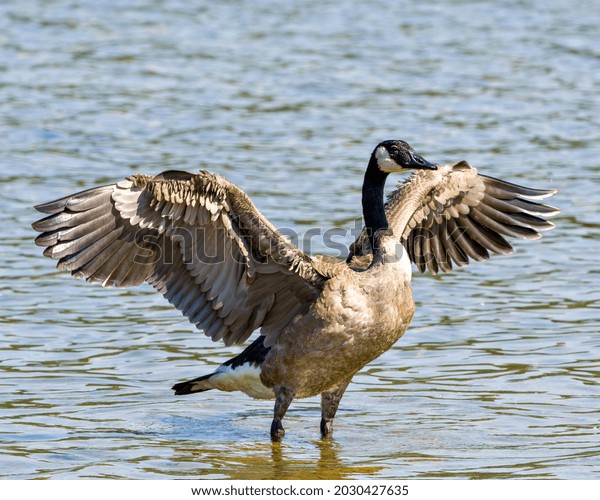 Canada Goose in the water with spread wings in its\
environment and habitat surrounding with a blur water background.\
Drying wings.