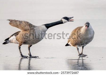 A Canada goose yelling at another goose while standing on an icy pond in winter. 