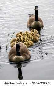 A Canada Goose's Family Takes A Swim Trip: Mom Lead And Dad Stay At The End 