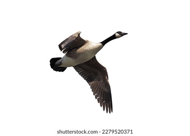 A canada gooses flies overhead with its wings spread open. Whie Background - Powered by Shutterstock