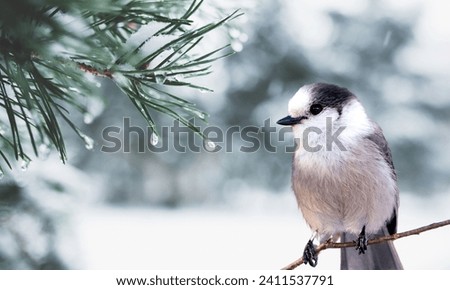 A Canada Jay Also known as a Whiskey Jack and formerly known as a Gray Jay.On branch in the park in winter, snow on trees. Isolated on snow background.