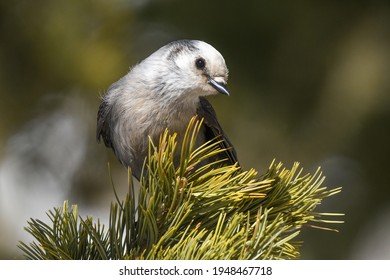 A Canada Jay Perched in a Conifer Tree in the Rocky Mountains of Colorado