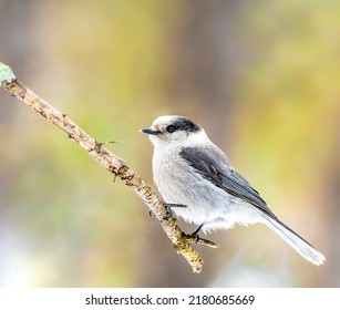 Canada Jay perched on a branch in Sax Sim Bog in Minnesota