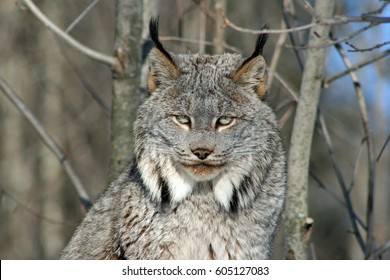 Canada Lynx