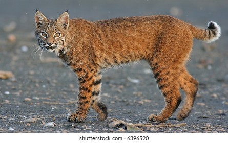 Canada Lynx