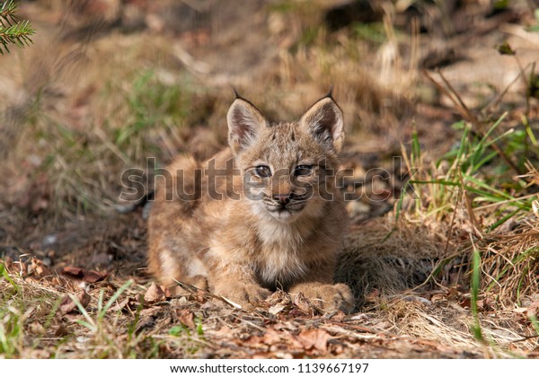 baby canadian lynx