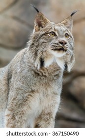 Canada Lynx - Lynx Canadensis