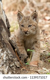 Canada Lynx Cub Sitting Hidden By The Dry Trunk In Banff National Park. Canadian Lynx Baby Look Curiously Around Into Dry Forest. Detailed View Of North American Wildcat In Fall Nature Lynx Canadensis