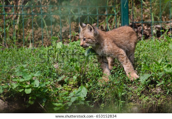 Canada Lynx Kitten - Canada Lynx Kitten Lynx Canadensis Animals Wildlife Stock Image 653152834