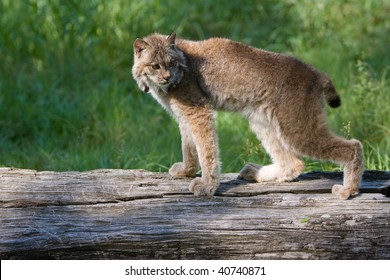 Canada Lynx On A Log