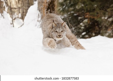 Canada Lynx Running In Winter.