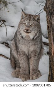 Canada Lynx In Winter