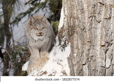 Canada Lynx In The Winter