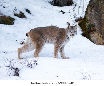 Canada Lynx In Winter