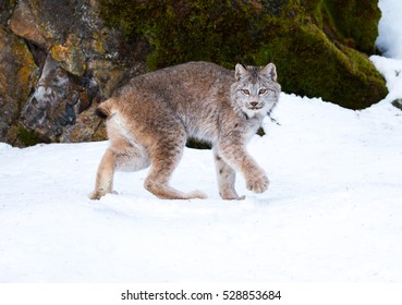 Canada Lynx In Winter