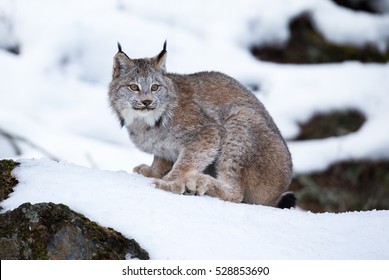 Canada Lynx In Winter