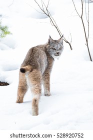 Canada Lynx In Winter