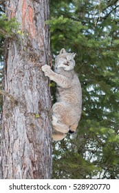 Canada Lynx In Winter